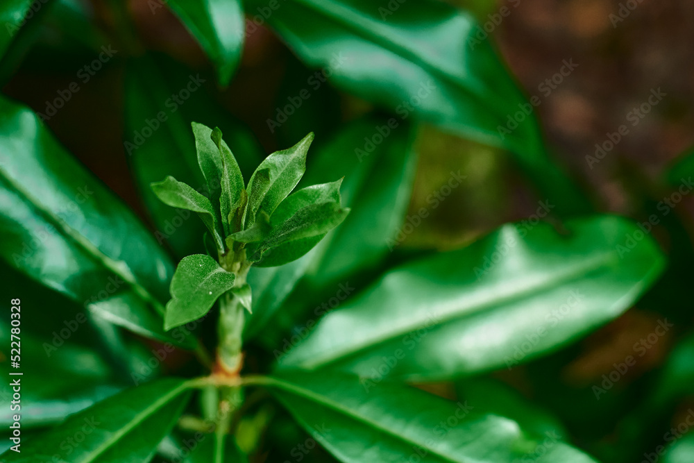 Young rhododendron sprouts. Small leaves. Rhododendron leaves. Juicy green leaves of tropical plants on a brown background. A young plant.