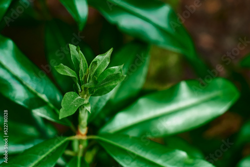 Young rhododendron sprouts. Small leaves. Rhododendron leaves. Juicy green leaves of tropical plants on a brown background. A young plant.