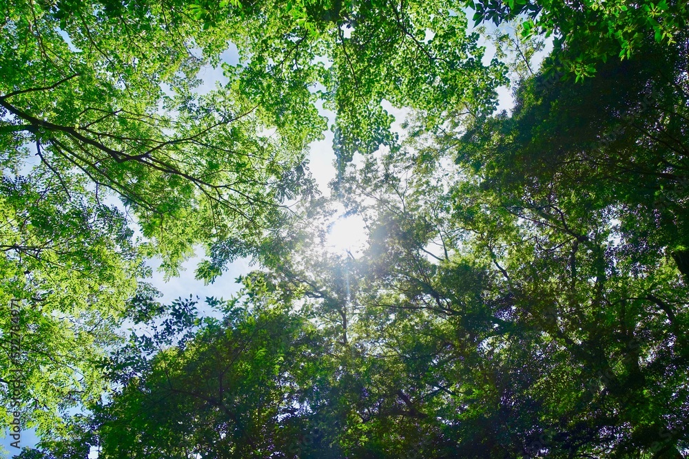 Fototapeta premium 新緑の背景 森に射す陽射し