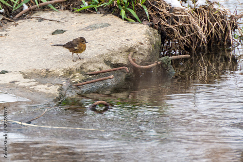 Zmarznięty i przemoczony ptak siedzący na betonie nad rzeką.