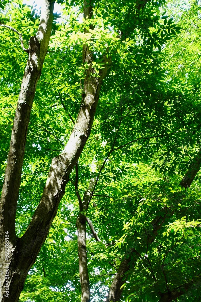 Obraz premium 新緑の背景 夏の日差しに透ける枝葉