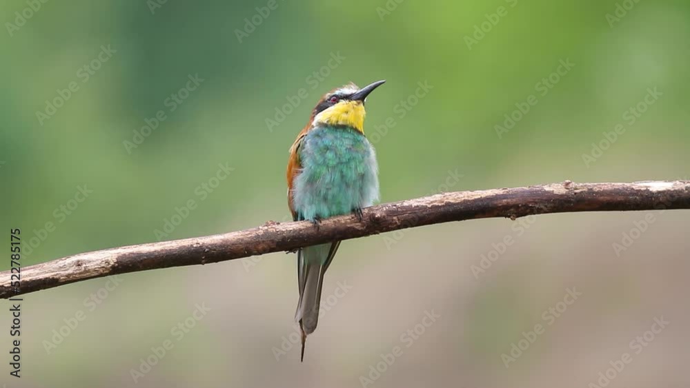 European bee-eater, Merops apiaster. An adult female sits on a branch against a beautiful background European bee-eater, Merops apiaster. An adult female sits on a branch against a beautiful background