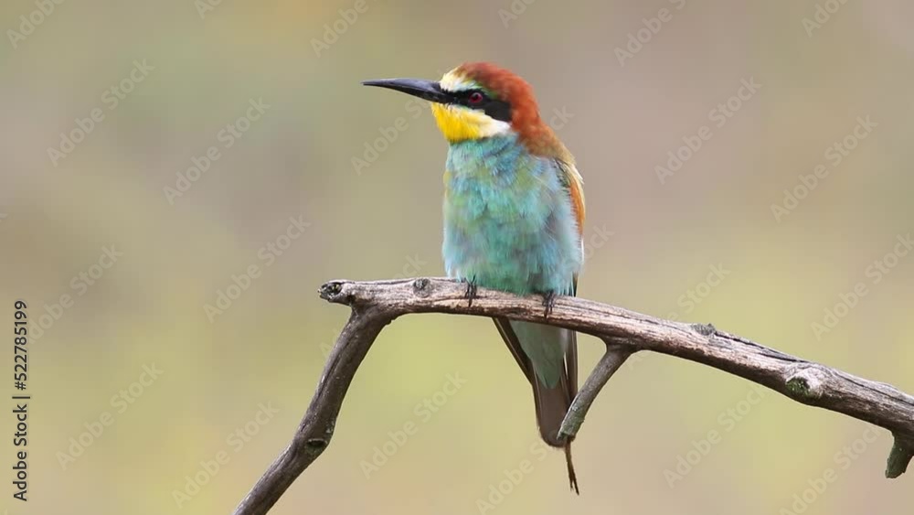 European bee-eater, Merops apiaster. An adult bird sits on a branch and looks around European bee-eater, Merops apiaster. An adult bird sits on a branch and looks around