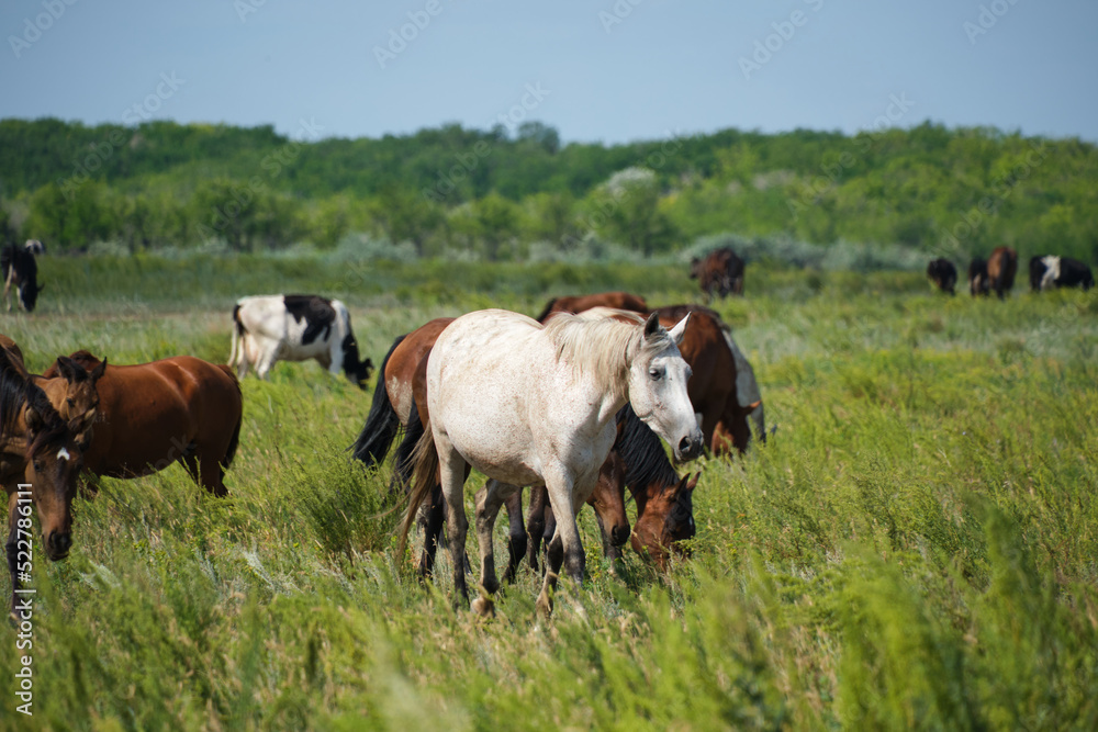 Herd horses and herd of cows background graze in meadow.