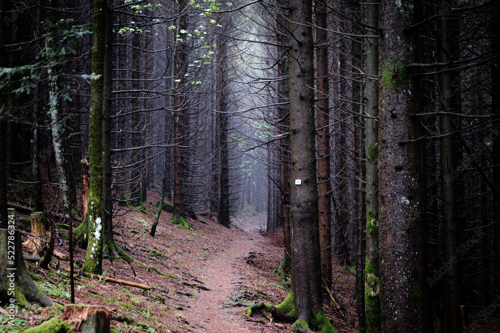 Obraz premium footpath in the black forest