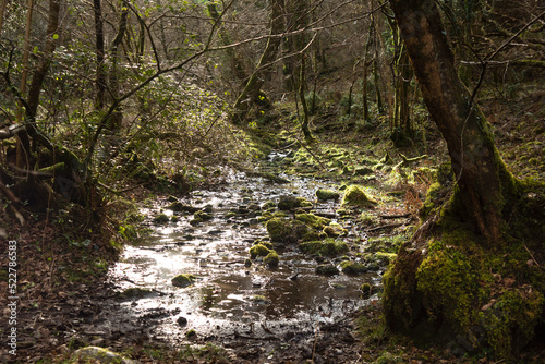 A smal flowing river in a woodland setting near Exmoor National park, Somerset, UK as it flows towards the sea © JOY