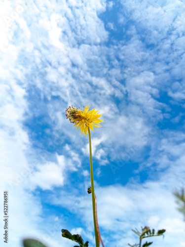 dandelion in the sky