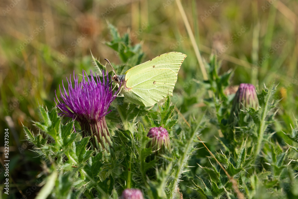 Common brimstone butterfly on a flower Common brimstone butterfly on a flower