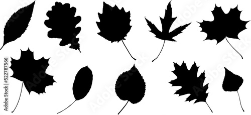 Vector leaves. Graphic illustration isolated on white background.