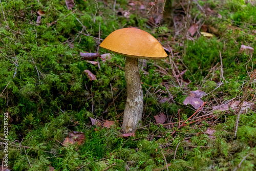 Leccinum aurantiacum, versipelle yellow orange apshubeka, tall stem and wide hat, orange birch bolete, edible mushroom fungus, grows in the forest on moss, branches and leaves. sunny summer day