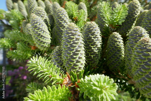 The beautiful cones of a Korean fir