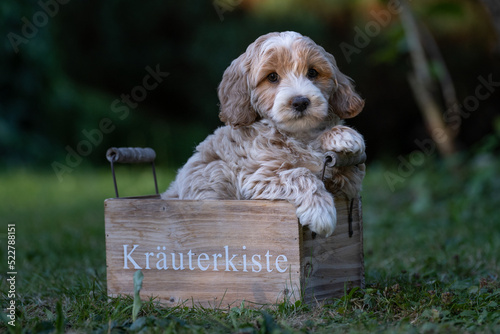 Maltipoo