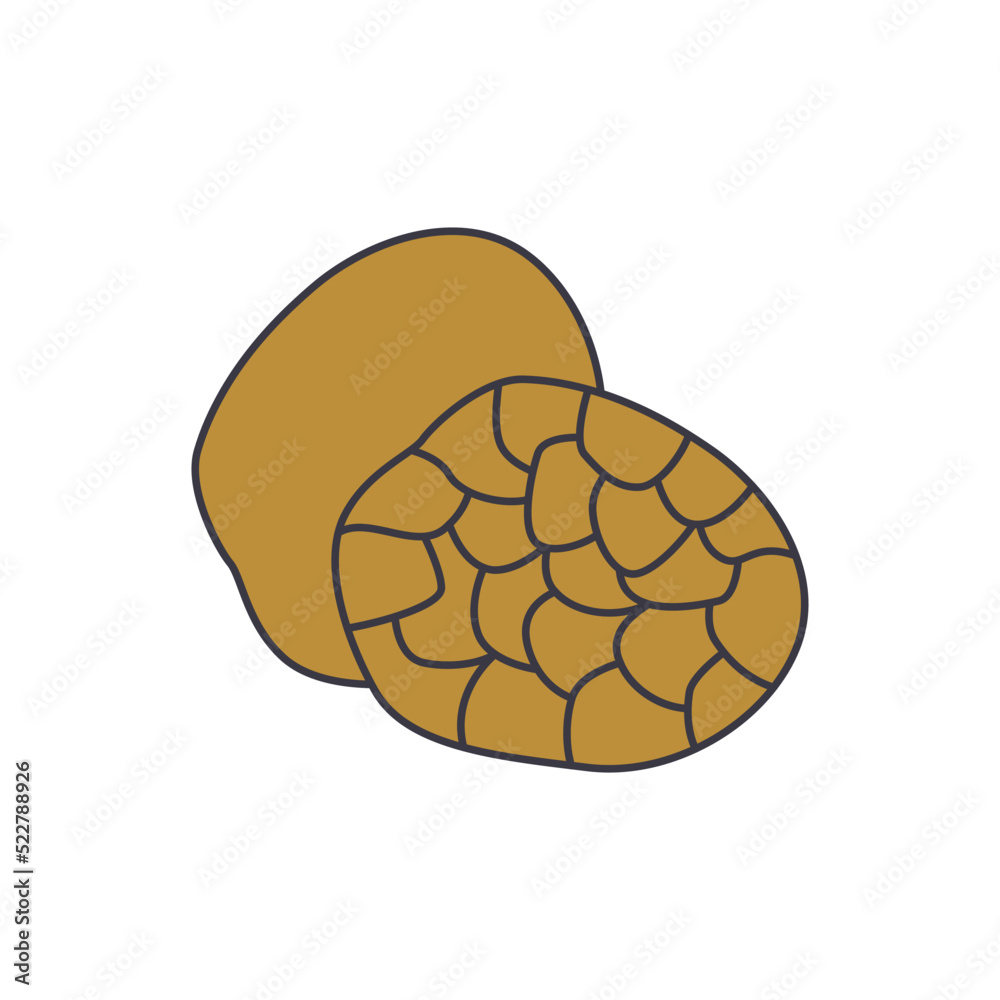 Truffle icon in color, isolated on white background Truffle icon in color, isolated on white background