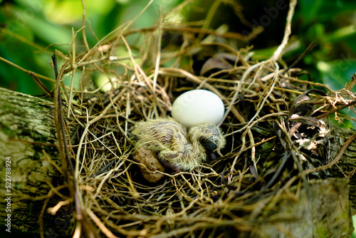Newly hatched chick and egg of the spotted dove in the nest on the branches of a coffee plant