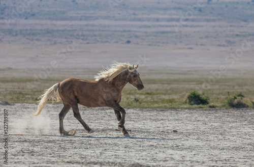 Majestic Wild Horse in the Utah Desert