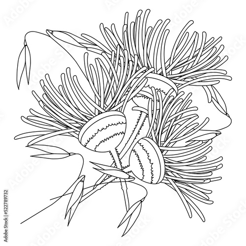 Coloring pages of Burdock and ears of oats. Medicinal plant burdock on white background. Monochrome herbarium vector illustration