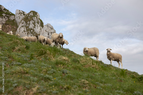 Flock of Sheep on Pasture in European Alps