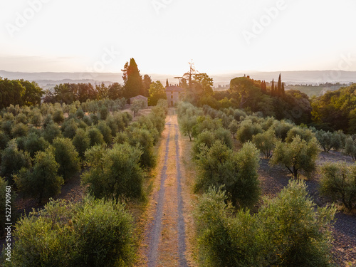 vineyard in toscany