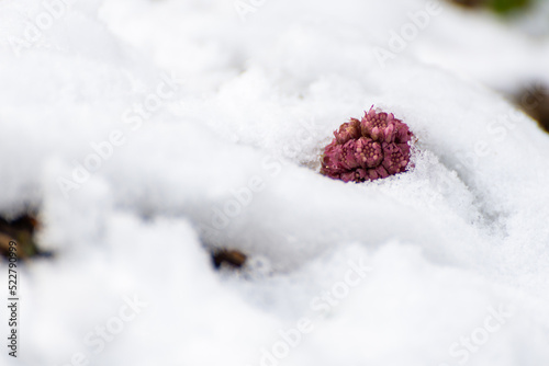 Astrowate, lepiężnik różowy (Petasites hybridus), różowy kwiat wystający spod śniegu (2). © Grzegorz