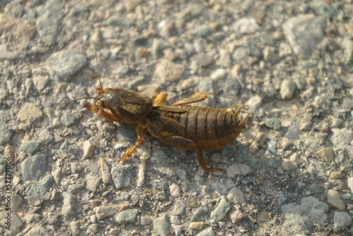 mole cricket macro