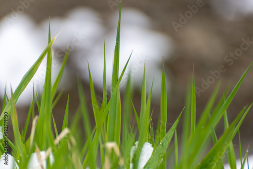 Wiosna, młode źdźbła trawy, rozmyty drygi plan.