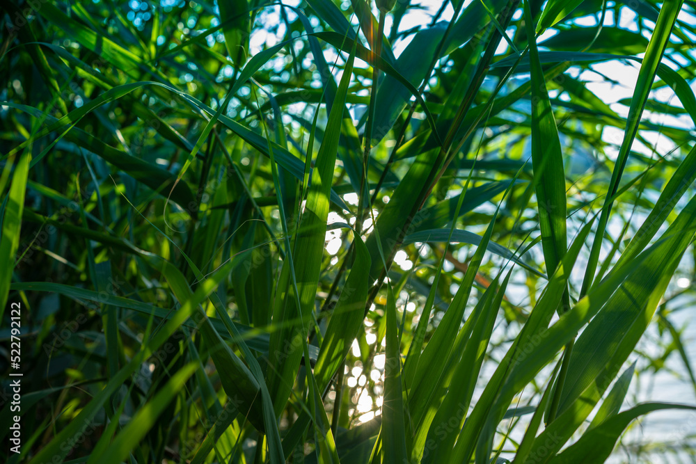 Fototapeta premium Landscape with reeds on the background of the water surface