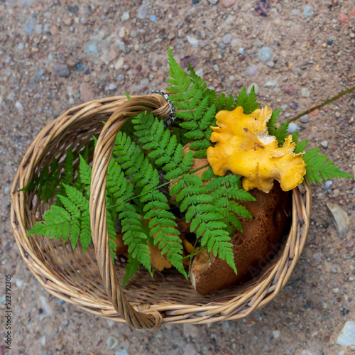 wicker basket with mushrooms  boletus  yellow chanterelle and large green fern leaf  Pteridophyte branch on forest gravel path with stones.