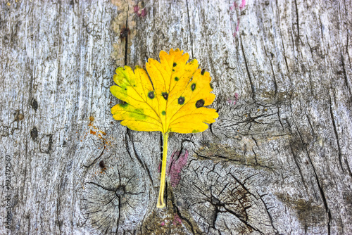 A small yellow currant leaf on a wooden surface background top view. The change of seasons, a transition from summer to autumn, fall season. The leaves change color. Autumnal plants and nature.