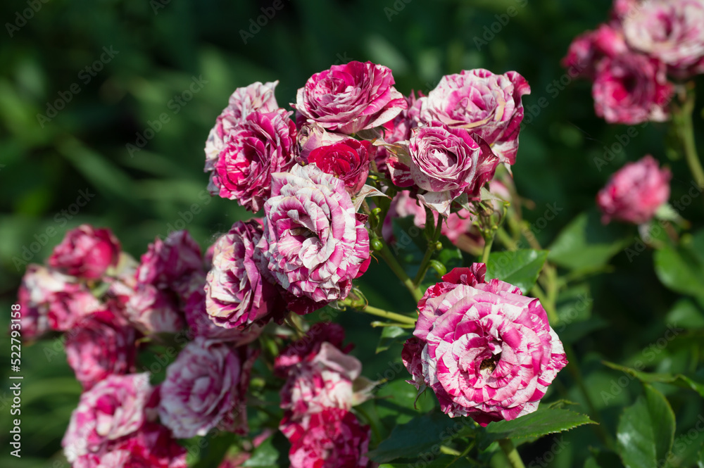 Variegated Park Rose Ferdinand Pichard. Red rose variety in garden Variegated Park Rose Ferdinand Pichard. Red rose variety in garden