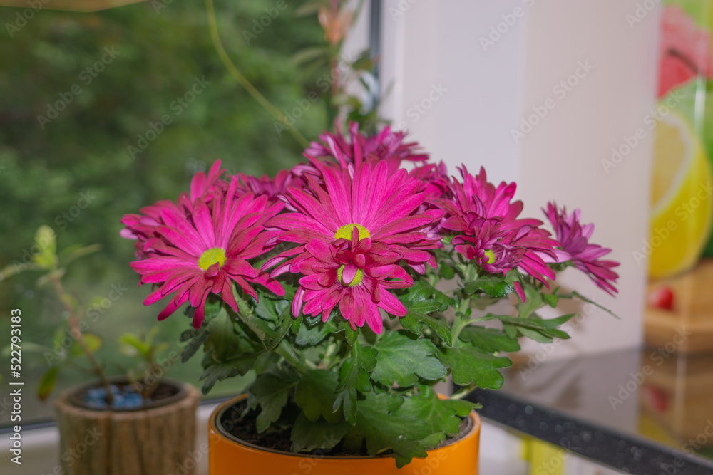 Beautiful pink flower in the orange flowerpot