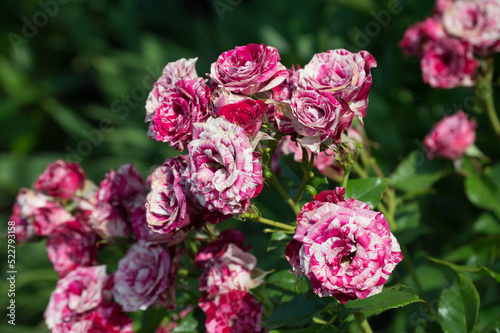 Variegated Park Rose Ferdinand Pichard. Red rose variety in garden