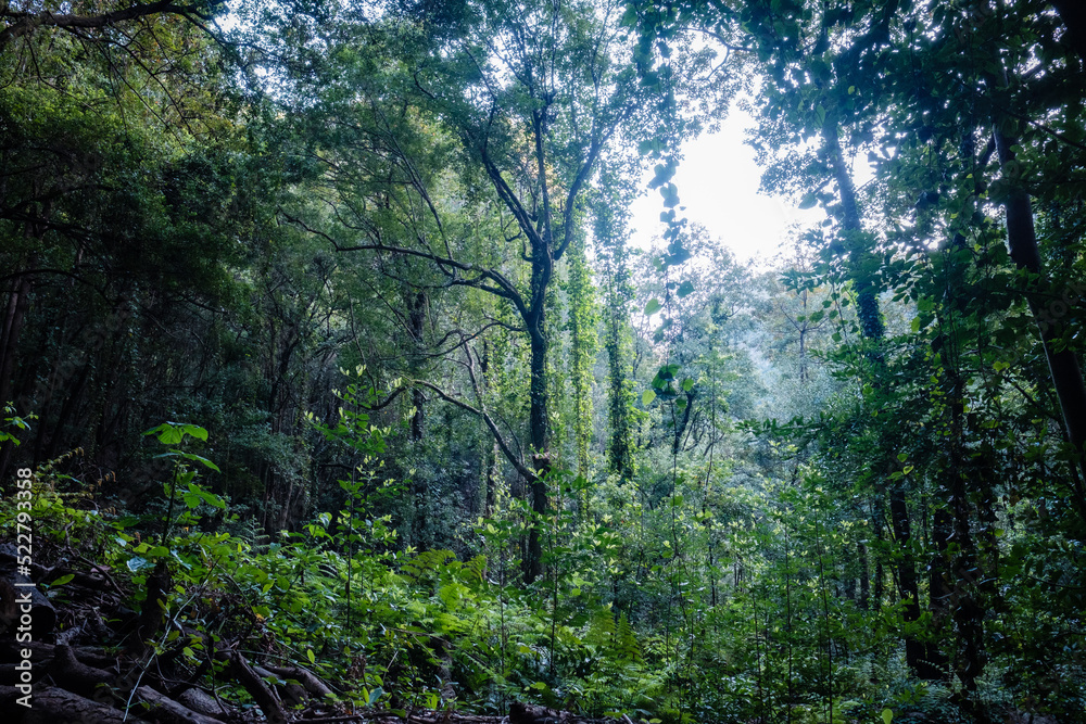 sun rays in the forest