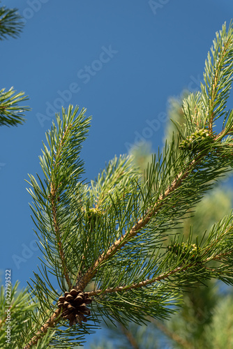 A branch of a coniferous tree with cones on a blue sky background. © YuNIK