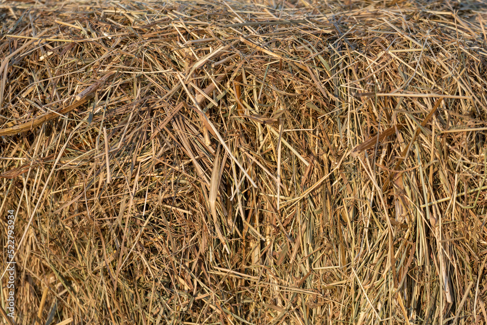 The texture of dry golden straw. The texture of dry golden straw.