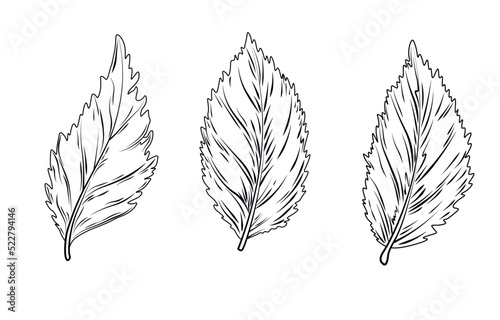 Mint and oregano leaves vector stock illustration. fresh lemon balm leaves. Seasoning for food. Isolated on a white background.