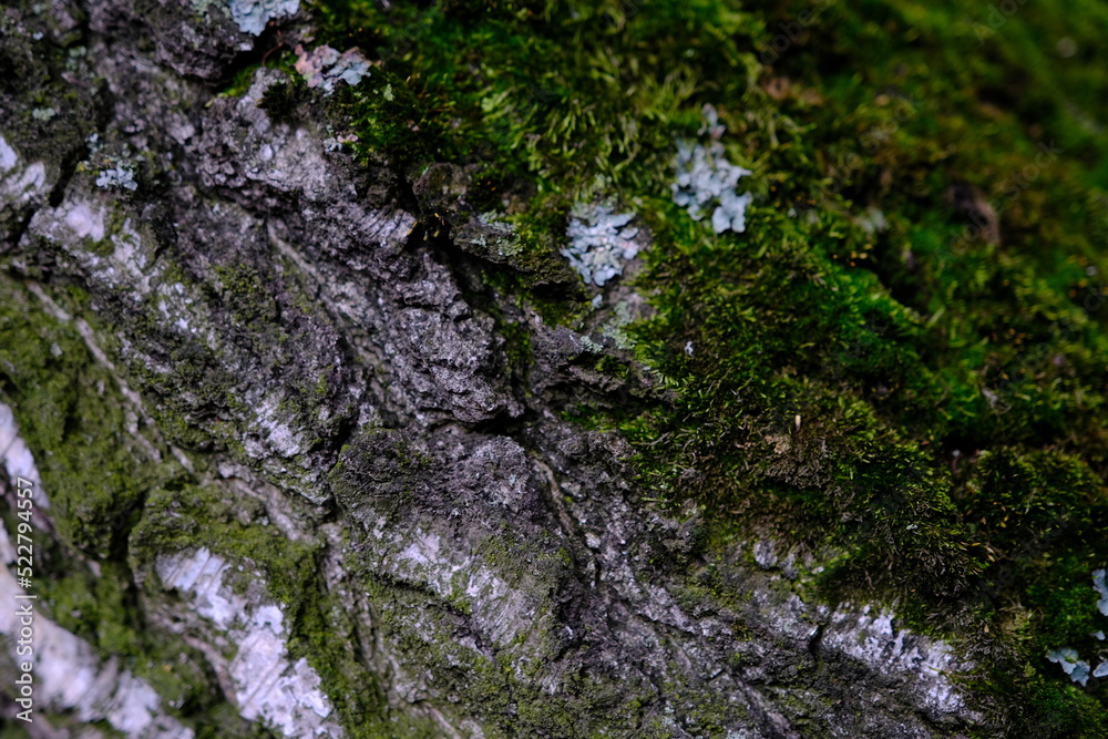 green bark background with moss on the bark