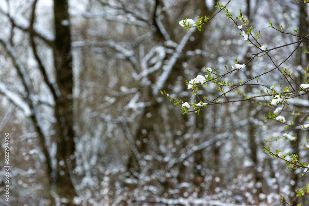 Gałęź z młodymi liśćmi, wiosna ostatnie opady śniegu.