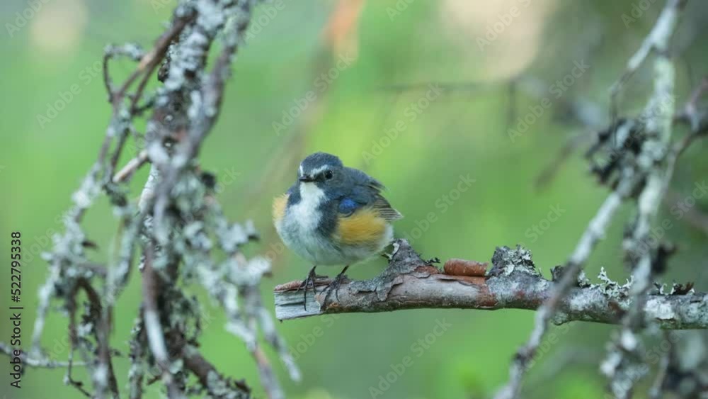 Close-up of Red-flanked bluetail cleaning itself in an old-growth forest near Kuusamo, Northern Finland Close-up of Red-flanked bluetail cleaning itself in an old-growth forest near Kuusamo, Northern Finland