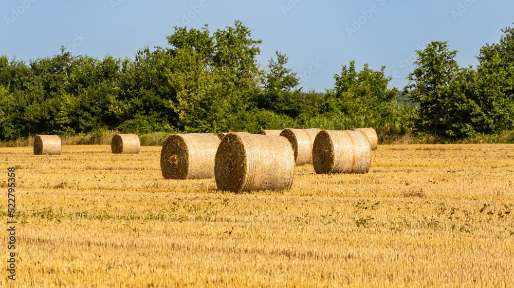 Endless field with round bales of straw against the blue summer sky. Selective focus. Field after harvesting wheat. Close-up of golden straw bales. Nature concept for design.