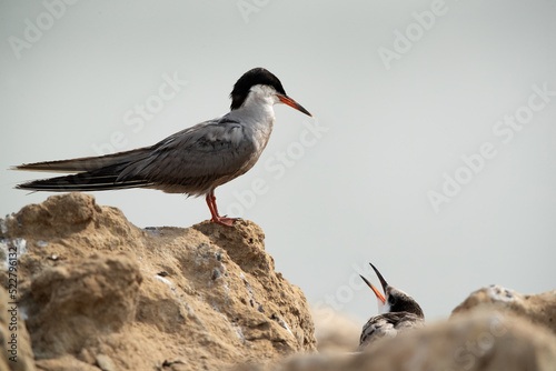 White-cheeked Tern perched on rock at the coast of Tubli, Bahrain