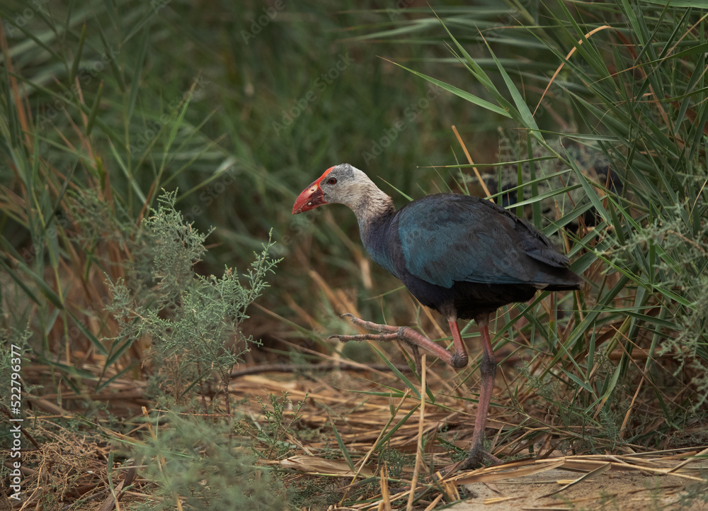 Obraz premium Grey-headed Swamphen in its habitat at Asker Marsh, Bahrain
