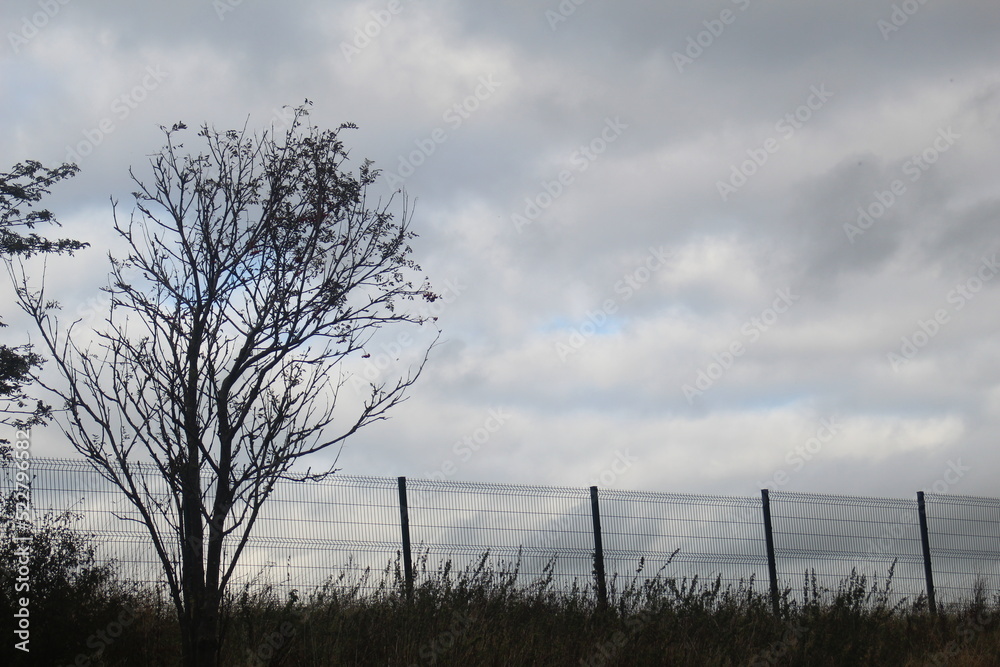 Obraz premium tree in the field