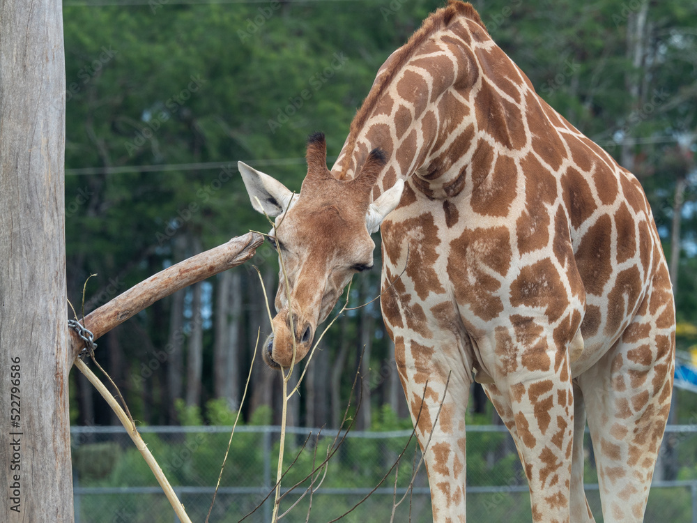 Obraz premium frontal giraffe picture