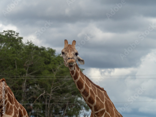 Photography A long neck giraffe looking straight