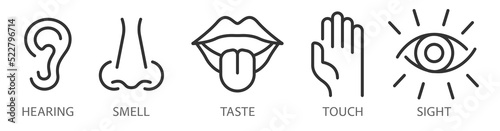 A creative vector set of linear icons from the five human senses. Vision, hearing, smell, touch, taste are isolated on a transparent background. Editable stroke