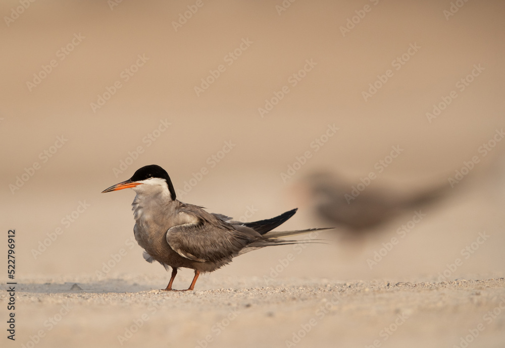 White-cheeked Tern perched on ground at Tubli, Bahrain White-cheeked Tern perched on ground at Tubli, Bahrain