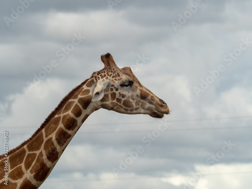 giraffe's head looking sideways © felipe