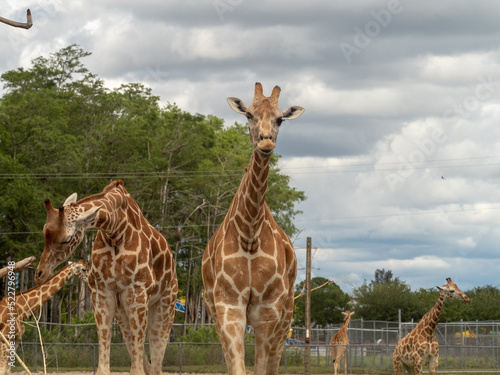 A Giraffe walks tall towards photographer