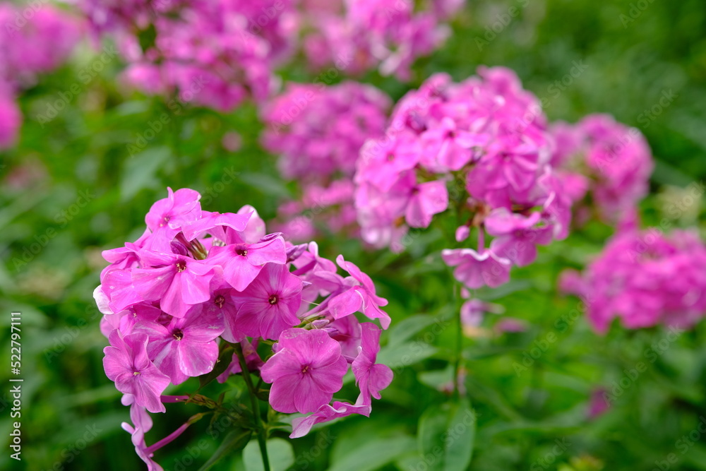 Bush of blooming Phlox Paniculata Pink Flame flowers in the garden on a sunny day Bush of blooming Phlox Paniculata Pink Flame flowers in the garden on a sunny day