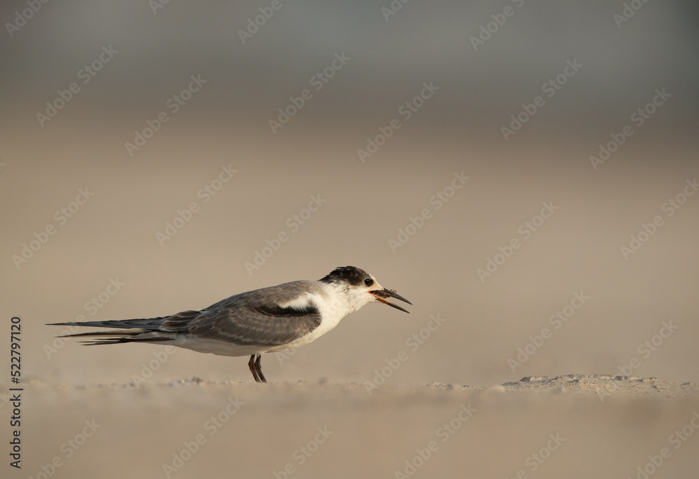 Juvenile White-cheeked tern feeding fish, Bahrain